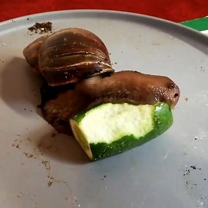 4K views · 75 reactions | Snail Eating a Cucumber | Animals | Facebook