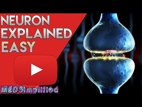 Neuron ANATOMY and Function simplified Video
