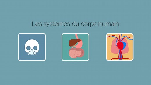 Systèmes vivants, 5e – Les systèmes du corps humain