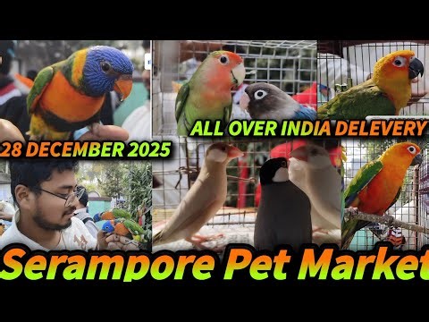 Exotic Parrot Price Update 2025 | Latest Market Review in India | Parrot Sachin