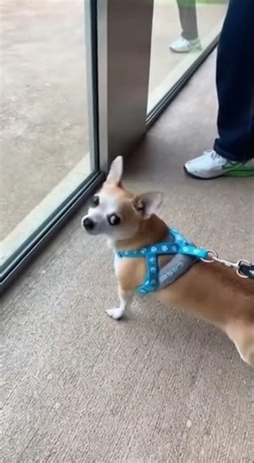 Tiny Chihuahua Barks at Giant Gorilla, Then Instantly Regrets It