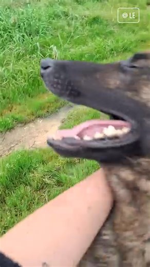 Pays Des Loups Bretons on Reels