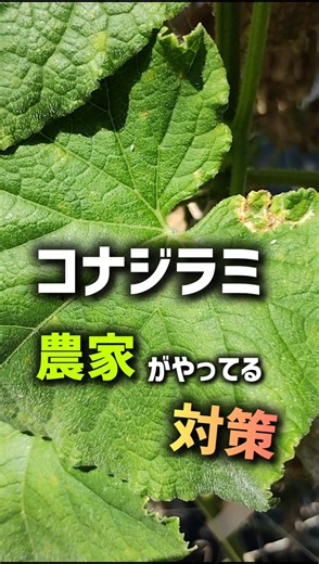 Whitefly Control Methods Used by Farmers