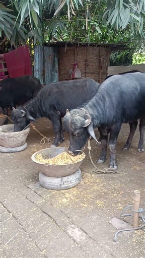 Dairy farm shorts video #viral#cow#dairyfarm #bafdalo