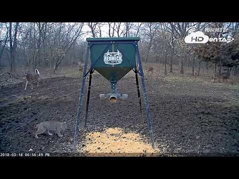 2018 - A Bobcat on the Live Deer Feeder Cam!
