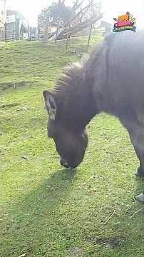 Do you know what this animal is called? @ZooMoo #kidsfun #kidsvideo