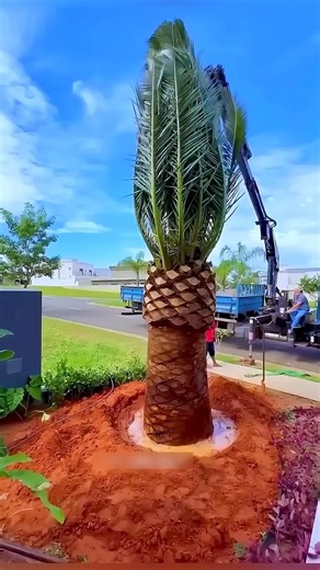 Big_Tree_Was_Planted_In_Front_Of_The_House_#shortvideo