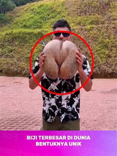 Fakta Menarik Tentang Bijik Raksasa Coco de Mer