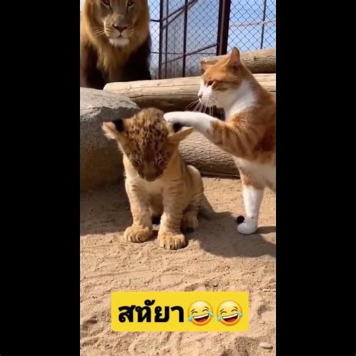 Cat Plays with Baby Lion… Until Big Lion Arrives! 😳🐱🦁"Unexpected Duo: Cat Cares for Baby Lion 😻🦁