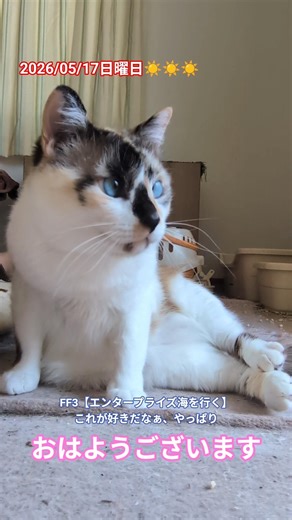 エンタープライズ海を行くがやっぱり好きですよ、ペルさん🚢 #ペルはねこねこ #猫のいる暮らし #cat