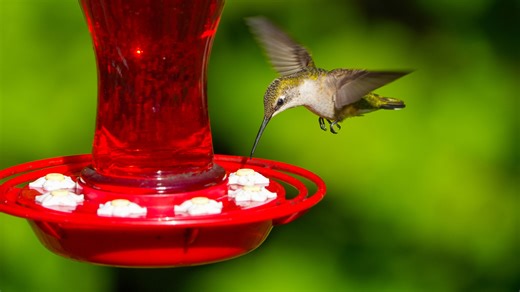 The Best Way To DIY A Hummingbird Feeder For Up Close Viewing - House Digest