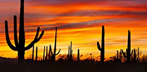 From man-eaters to Pokémon: the weird world of cactus culture