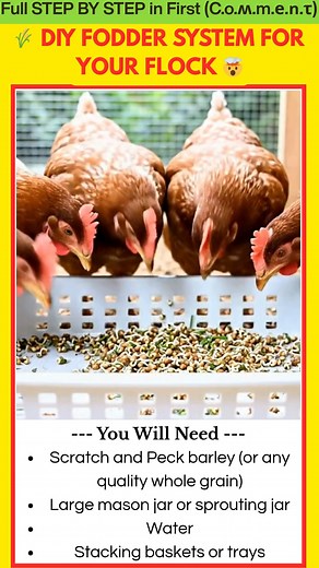2.4K views |  DIY Fodder System for Your Flock Materials & Ingredients Scratch and Peck barley (or any quality whole grain) Large mason jar or sprouting jar Water Stacking baskets or trays (Amazon) Drill (to make drainage holes) Strainer or mesh lid for rinsing Bowl or tray to catch excess water | Kira Recipes | Facebook