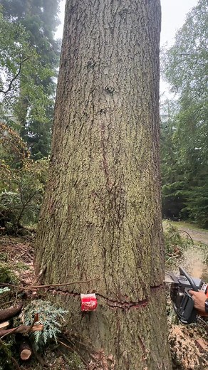 #TreeWorking #TreeService #Arborist #TreeCare #TreeTrimming #TreeRemoval #Arboriculture #TreeMaintenance #TreePruning #TreeWork #TreeCareExperts | L. Morrow