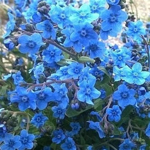 Chinese Forget Me Not Seeds 400  | Wildflower Blooms | Ornamental Garden & Container - Etsy