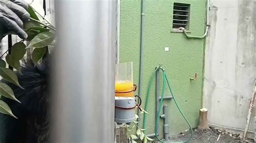 Clever chimpanzee uses stem to drink orange juice outside enclosure