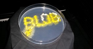 Le blob, une espèce non identifiée qui promet des avancées scientifiques majeures | RTS