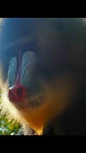 When the dominant Mandrill stares, no other male dares 💥 The power of color and confidence in the jungle’s largest monkey! #wildlife #animals #naturelovers #nature #animalworld #monkey | Wondersofjungle