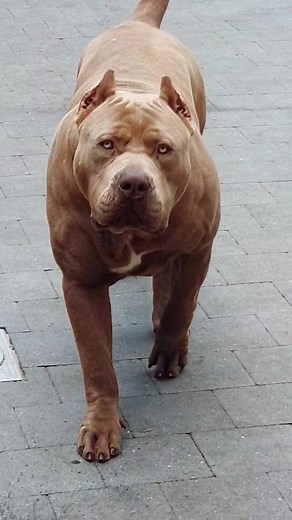 Muscular Pit Bull Dog Showcase in Outdoor Setting