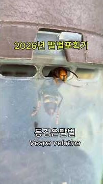 등검은말벌 포획 #등검은말벌, #Vespa_velutina, #말벌포획기, #천적생태과학관, #hornet_trap