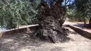 66K views · 4.7K reactions | Oldest Olive Tree Crete Greece | Hellenic World | Facebook