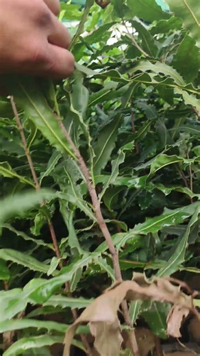 Macadamia Plant | Available on IndiaMART