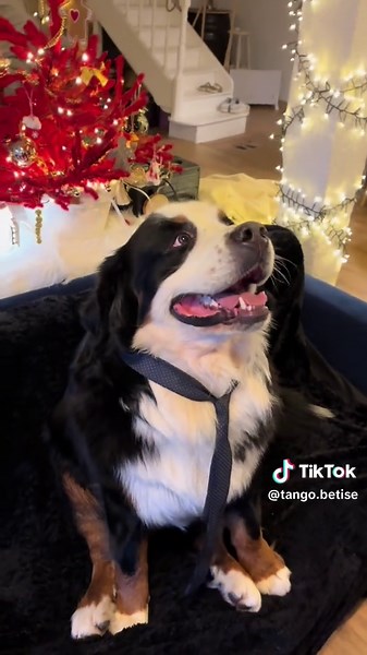 It’s my birthday 🎁🎂 #tango #pourtoi #fyp #bernesemountaindog #bouvierbernois #2ans