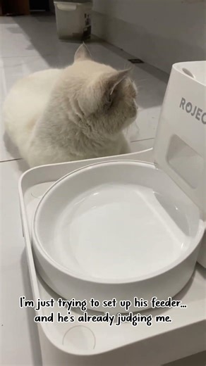 Me: setting up his feeder . My cat: why is this taking so long