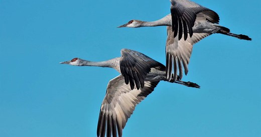 Wings over Willcox celebrates Sandhill Cranes' winter home in southeast Arizona