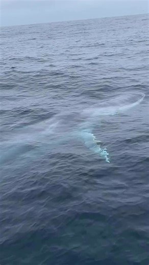 The fin whale is the second largest animal on the planet! This fin whale isn’t just massive, it’s sleek and spotted in one of the world’s most stunning locations - Chañaral Island, Chile🐋🇨🇱 . . 🎥 @pipetorres2 . . . #cetaceans #whale #finwhale #wildlifephotography #atacama #chañaral #chile #protectwhatyoulove | Champions for Cetaceans