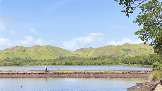 Harvesting bagongon (horn shell) from a pond and preparing a tasty meal