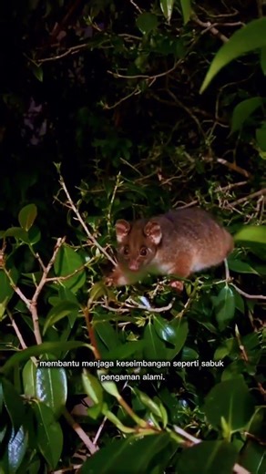 Common Ringtail Possum and the Secrets of Living at Night | Common Ringtail Possum Night Survival
