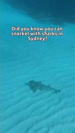 You can snorkel with sharks in Sydney