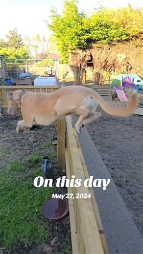 lurcher jumping #puppy #baroque #goat #pets #yourdog #doglife #yourpet #funnyanimals #funny #dogs