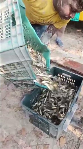 Using a Handmade Village Fishing Rod for the First Time!