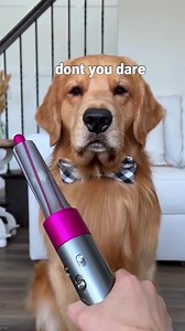 366K views · 15K reactions | SPLENDORE | Oregon UN Labrador PER AMICO | Facebook