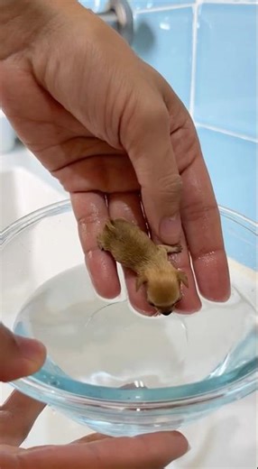 Cachorro Caramelo Tomando Banho: O Vídeo Mais Fofo Que Vai Explodir na Sua Tela!