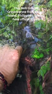 133K views · 1.8K reactions | Unknown Cryptocoryne sp from Negros island! #aquascapingnegros | Aquascaping Negros | Facebook