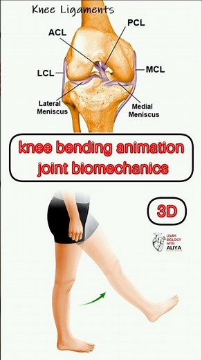 knee bending animation joint biomechanics #shorts #knee #youtubeshorts
