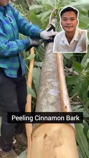 Peeling Cinnamon Bark #reelsvideoシ #fypシ゚viralシ #reelsfypシ #mmoដៃថ្មី #funnyvideos #repairing #funny #AI | 1M