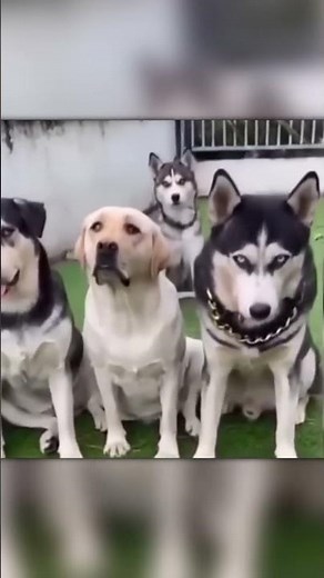 When a Labrador Mom and a Husky Dad Have Puppies