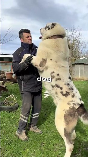Kangal vs Alabai | Ultimate Guardian Dog Comparison