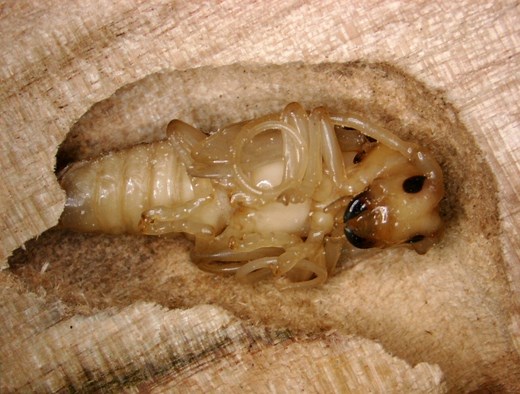 Tiny pests hidden in firewood threaten Michigan’s 14 billion trees