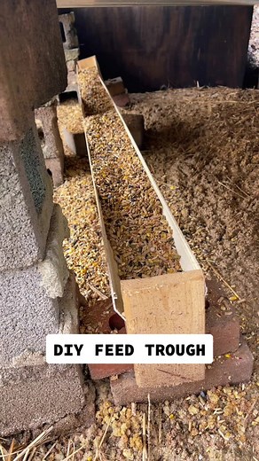 DIY Feed Trough for Chickens on a Homestead