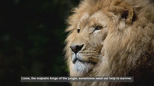 10 Famous Rescued Lions: Stories of Hope and Conservation