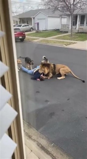 I looked out my window and saw THIS. 🦁 #wildlife #animals #nature