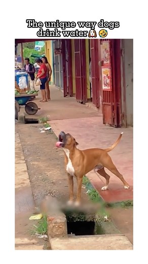 Dog logic: If it’s weird, do it twice. 🐾😜 | Dog Diaries