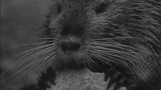 Watch The Three That Got Away - The Story of the Coypu in Great Britain - BFI Player