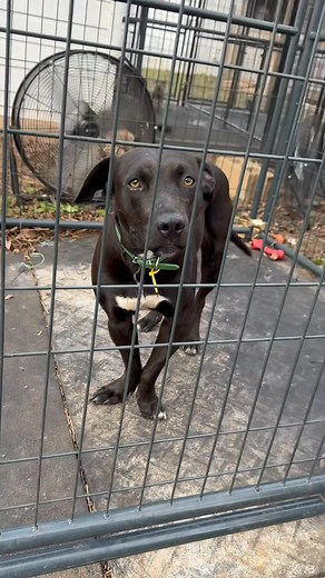 Before the turkey hits the table… take home a pup who’s waiting for a family to love. These faces are READY to celebrate their first Thanksgiving with YOU! We are open everyday (except Thanksgiving) from 10am-6pm… AND don’t forget our awesome deal for Black Friday! | The PUPStop by Saving with Soul Pet Rescue