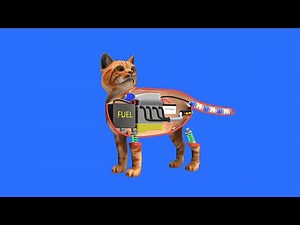 How a cat works